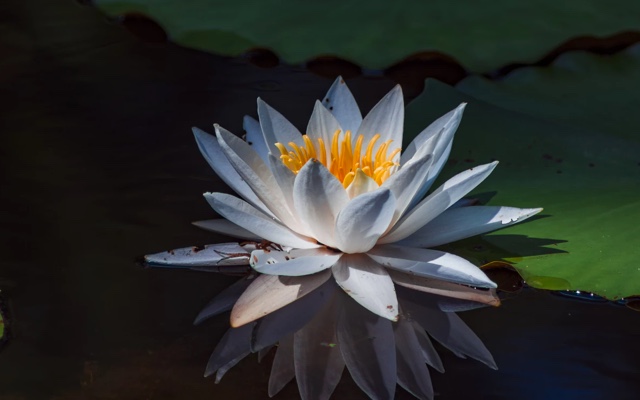  white lotus as focal point floating on water at night